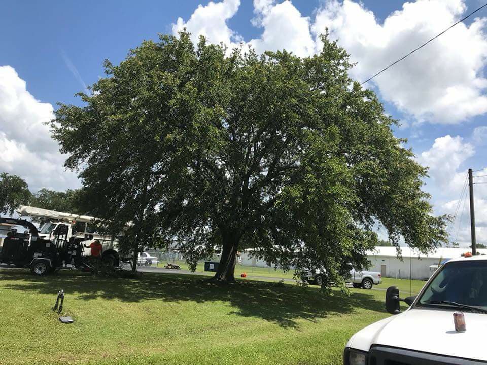 Tree Removal for Daniel Hickey’s Tree Service in DeLand, FL