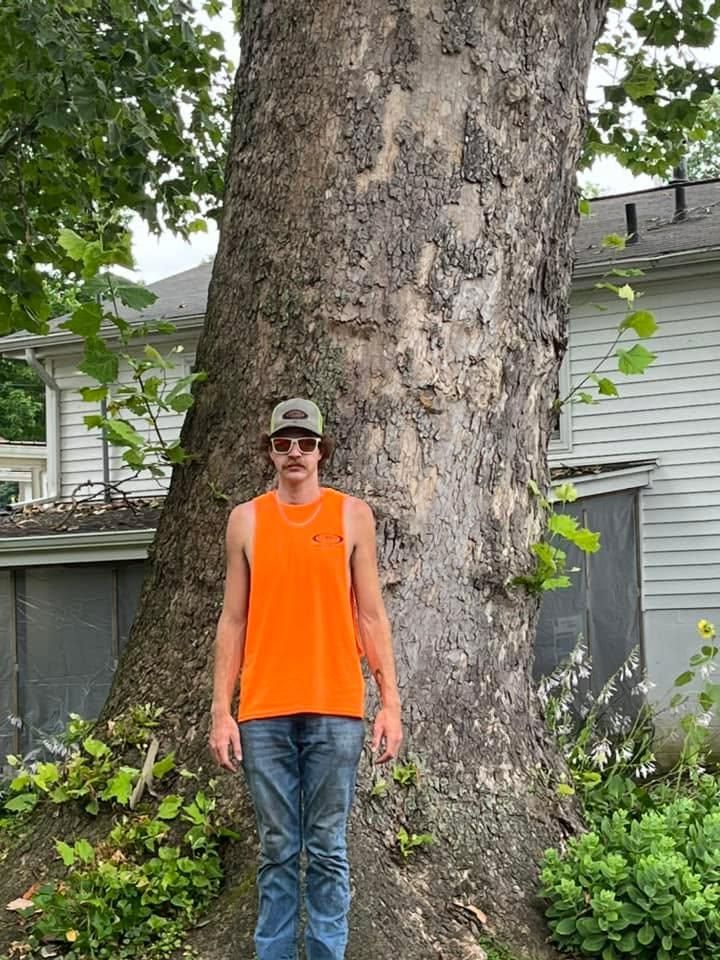 All Photos for Curtis Tree Service LLC in Hopkins County, KY