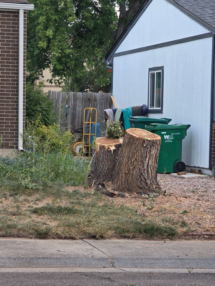 All Photos for Family Tree & Landscape LLC in Aurora, CO