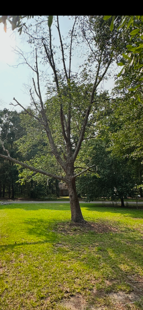 All Photos for Hawkins Tree Service & Land Management in Richmond Hill, GA