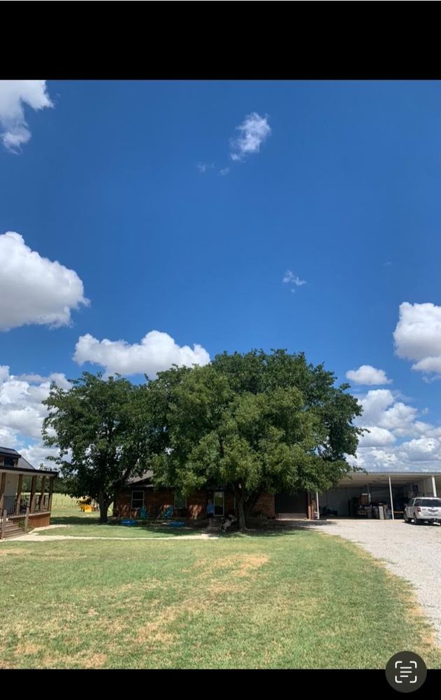 Tree Removal for Rollins Tree Service in Eastland, TX