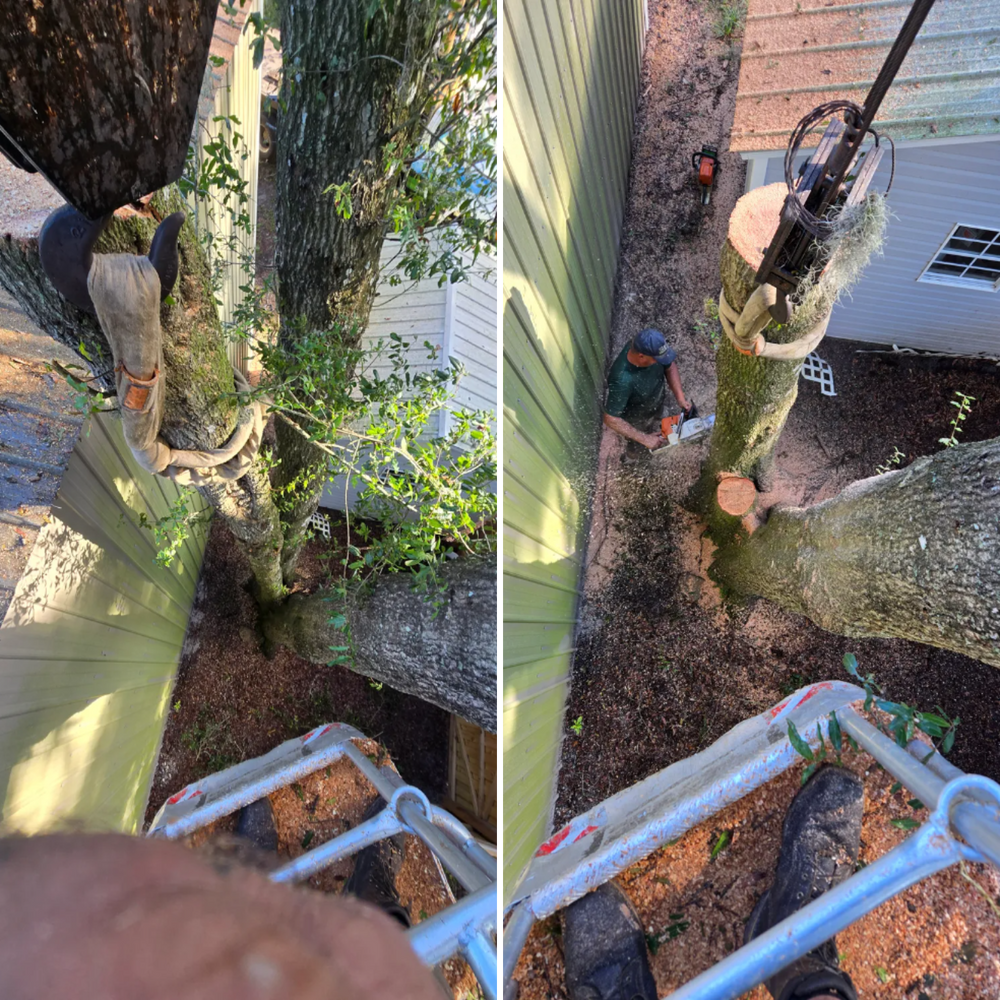 All Photos for Near Me Tree Service, Inc. in DeLand, FL