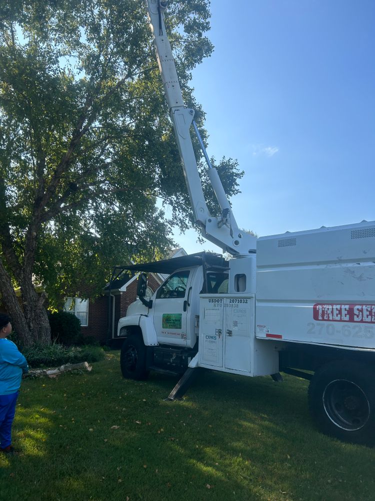 Other Services for Optimum Tree Service And Landscaping in Bowling Green, KY