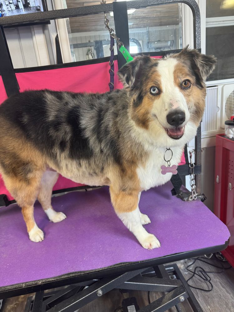 All Photos for Curbside Clips Mobile Grooming in Roachdale, Indiana