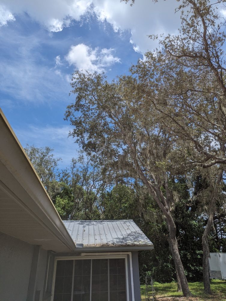 All Photos for Regal Tree Service and Stump Grinding in Wauchula, FL