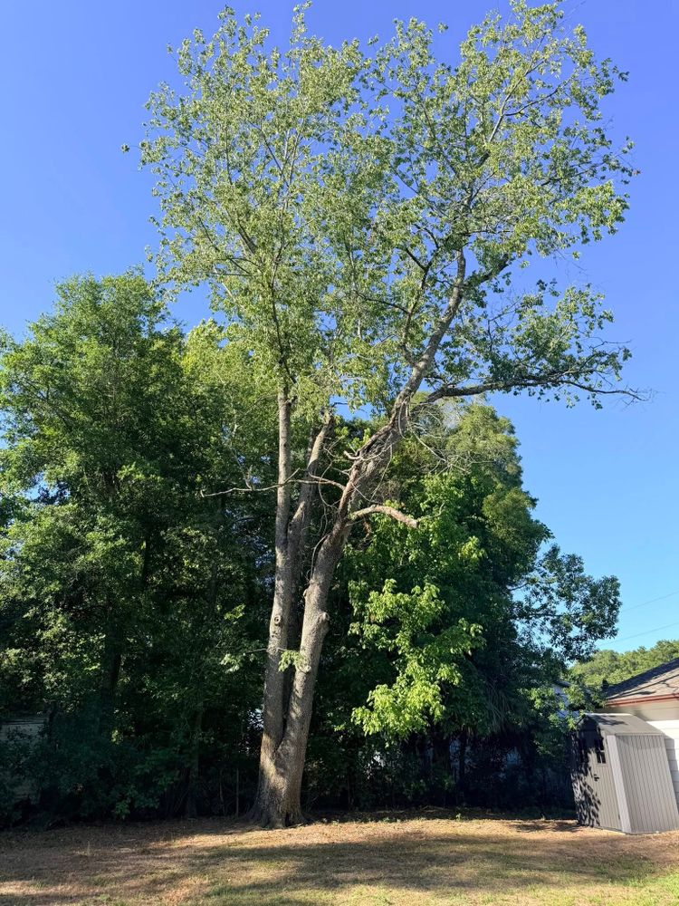 All Photos for All Around Guys Tree Service in Ocala, FL