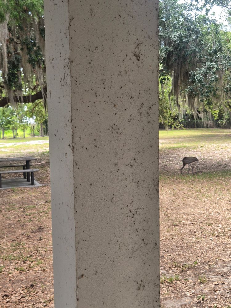 All Photos for Above the Lawn Cuts and Pressure Washing in Sebring, FL