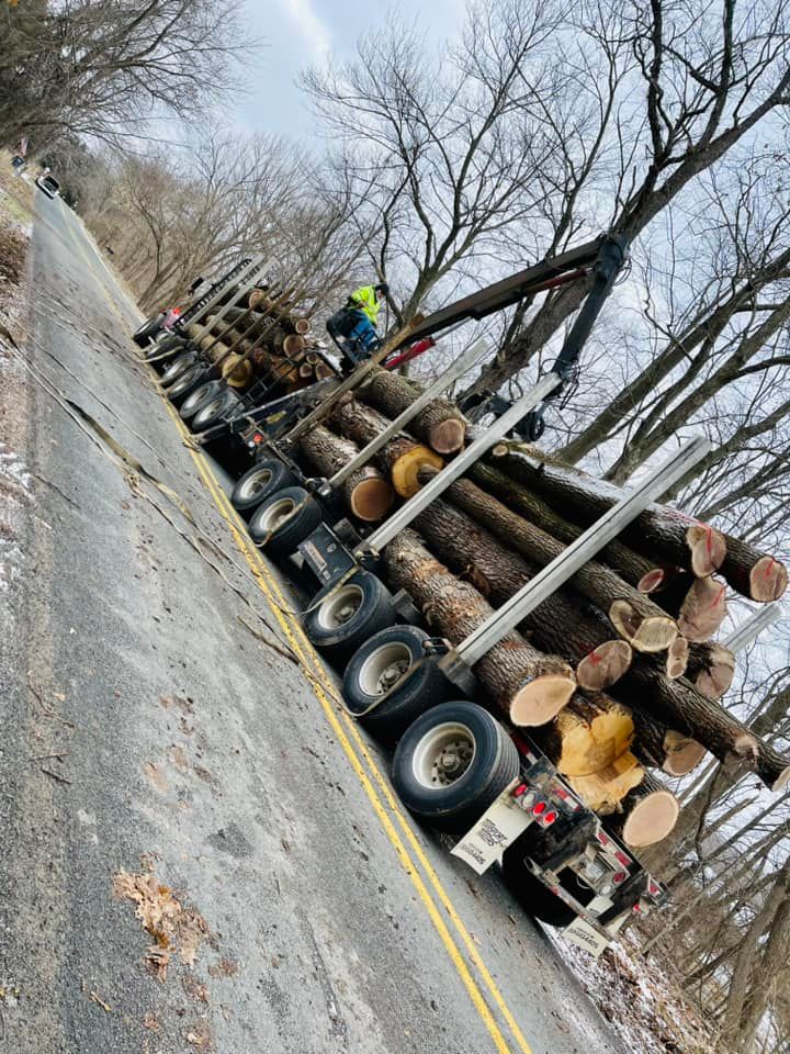 Tree Removal for Branching Out Tree Service in Hastings, MI