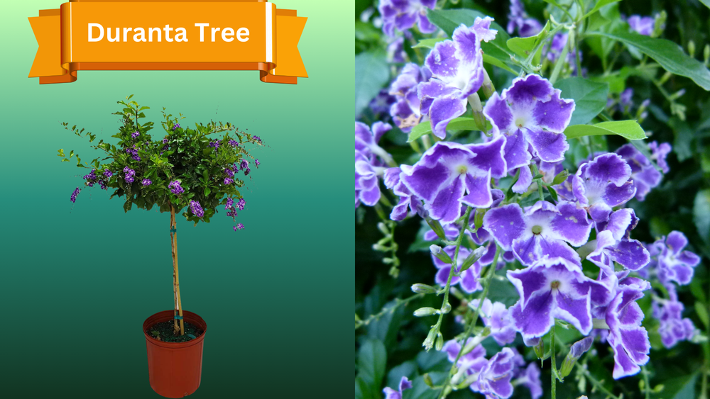 Plant Samples for R.B. & Company in Belleview, FL