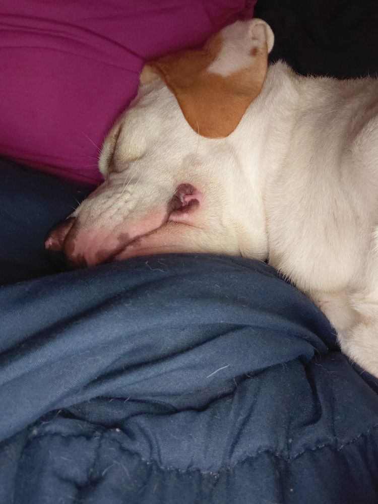 All Photos for Sullivan Sanctuary of Maine in Brunswick, ME