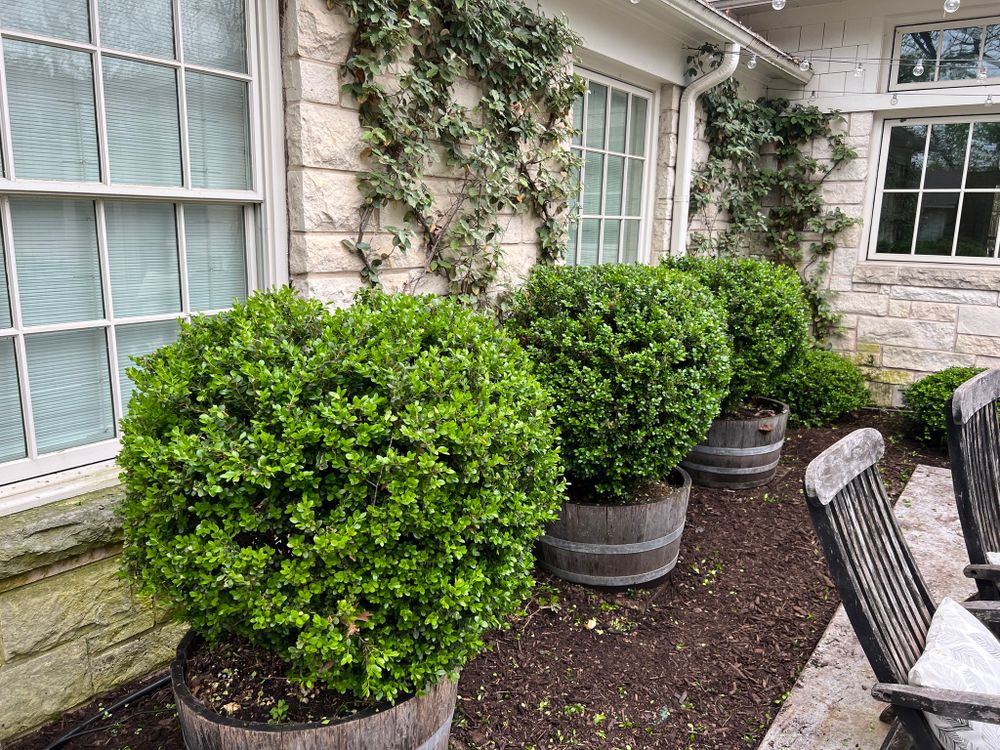 All Photos for Cortez Landscaping Services in Mesquite, TX