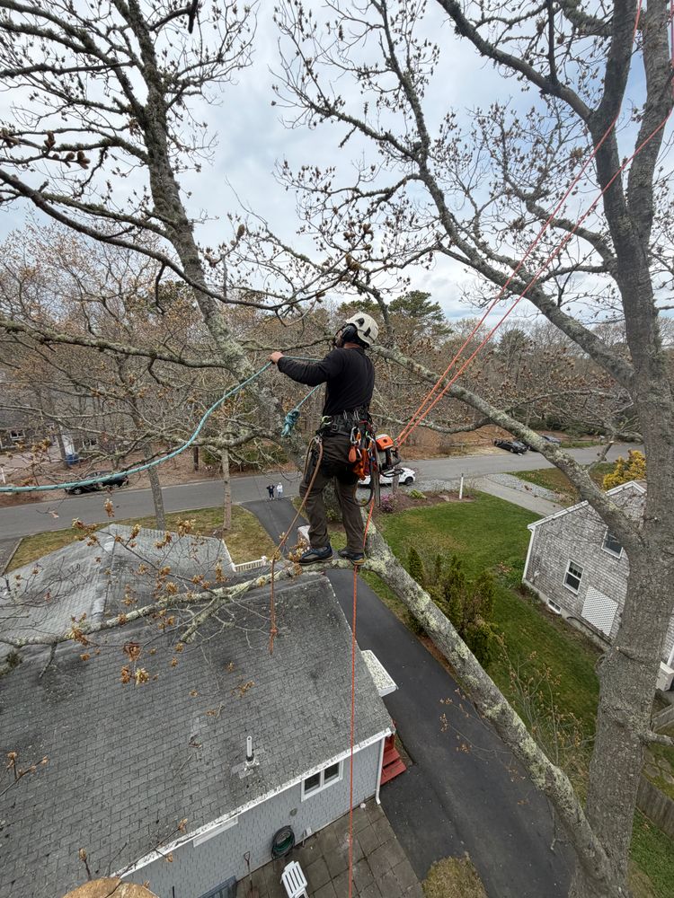 All Photos for Native Roots Tree Service in Cape Cod, MA
