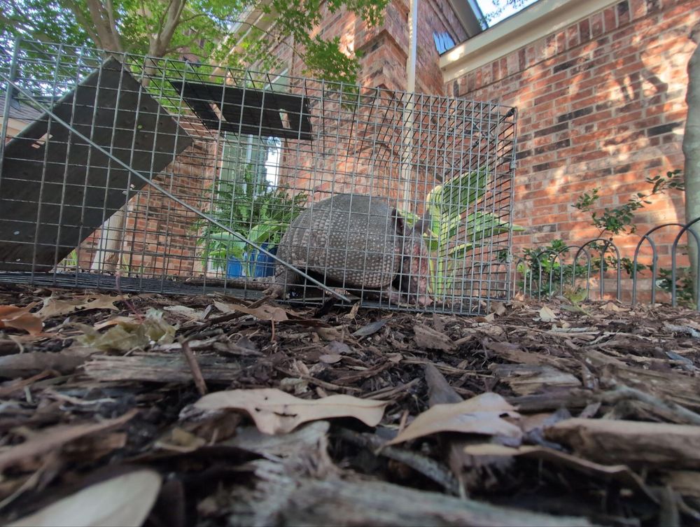 All Photos for Topper's Wildlife Removal in Garland, TX