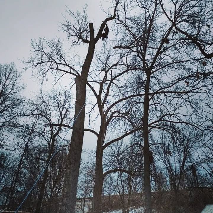 Tree Removal for Highborn Tree Service in Wheatfield, IN