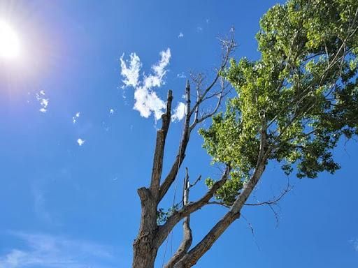 All Photos for Sloan Tree Service in Aurora, CO