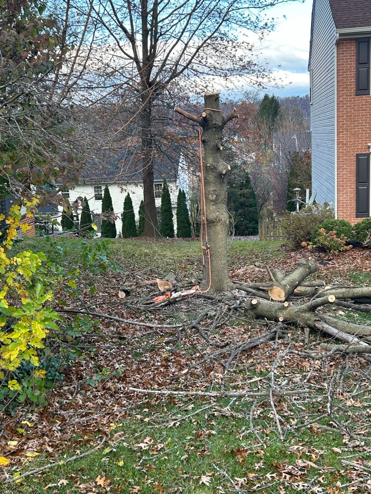 All Photos for Scott’s Tree Service, LLC in Winchester, VA