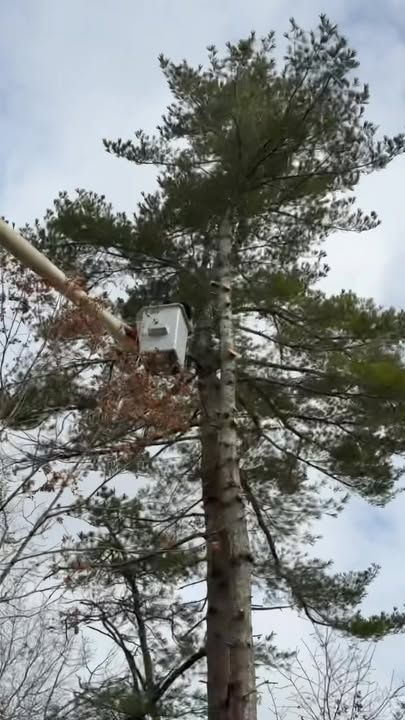 All Photos for Native Roots Tree Service in Cape Cod, MA