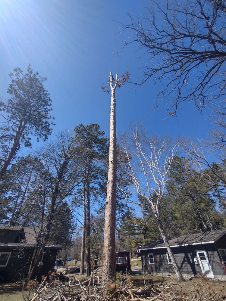 Tree Removal for Dan's tree service in Bemidji, MN