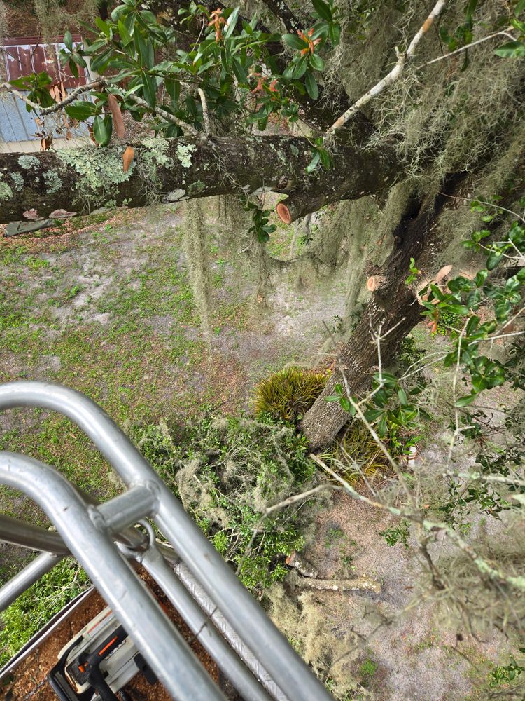 All Photos for Near Me Tree Service, Inc. in DeLand, FL