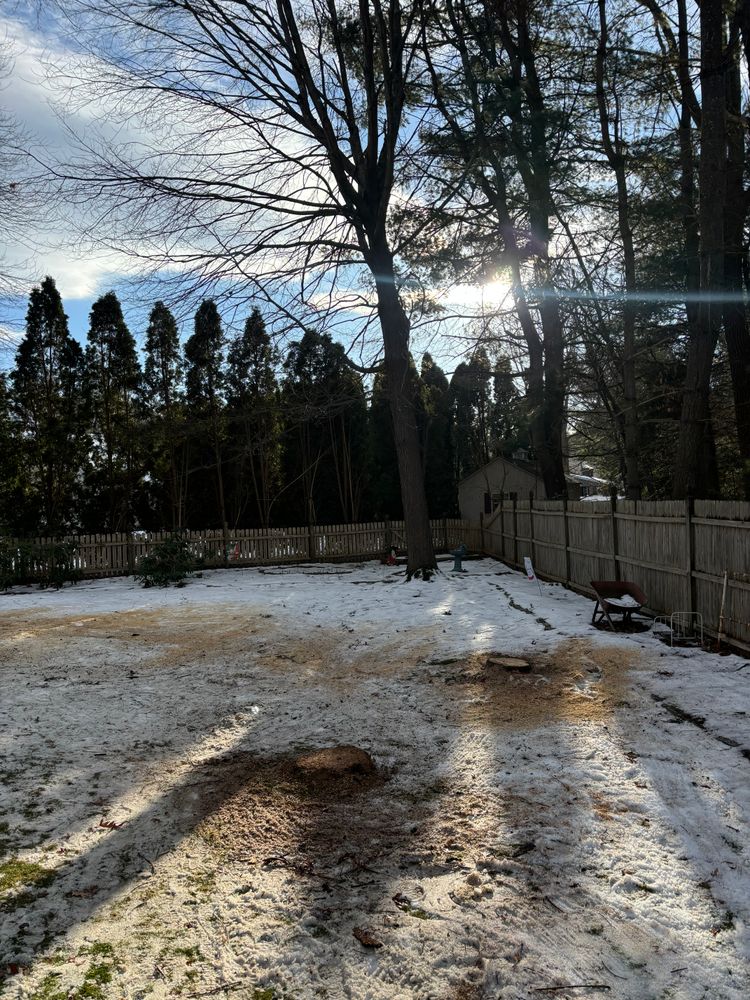 All Photos for T's Trees in Albany, NY