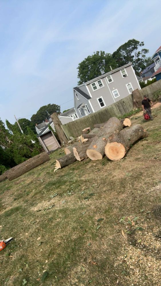 Tree Removal for Dwights Tree Service LLC in Middleborough, MA