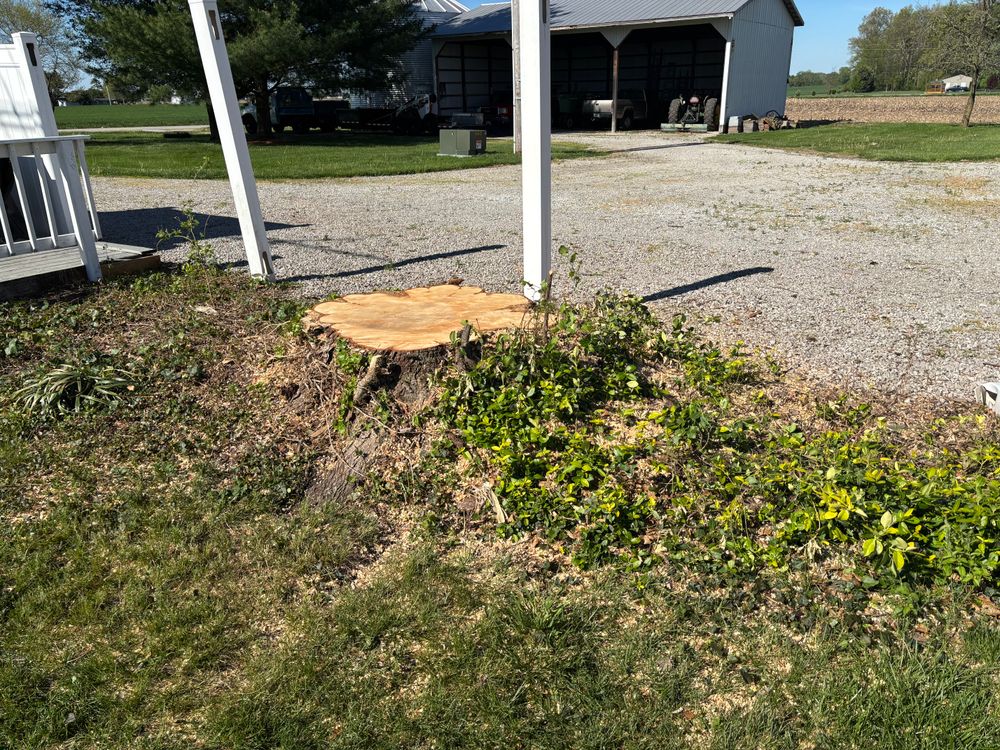 All Photos for Conrad's Stump Removal in Columbus, IN