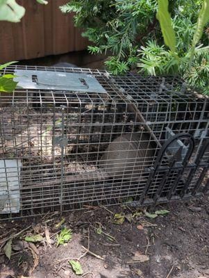 All Photos for Toppers Wildlife Removal in Garland, TX