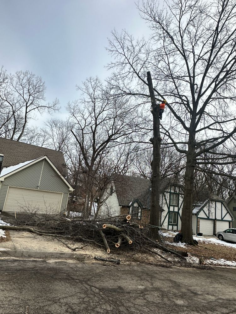 All Photos for Cross Family Tree Service in Kearney, MO