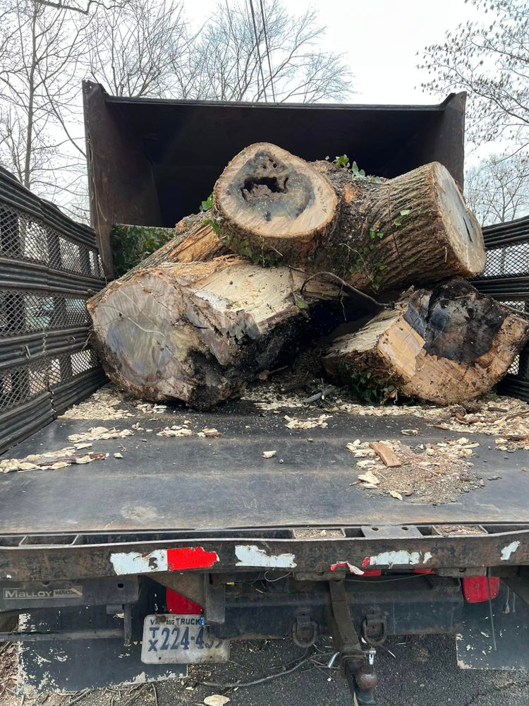 Tree Trimming and Removal for DIAZ TREE in Stafford, VA