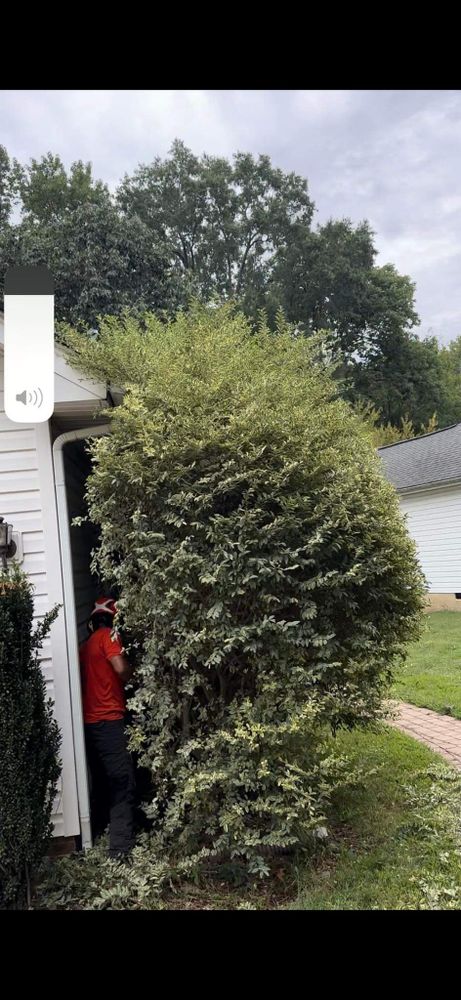 All Photos for Stem Tree Service in Belmont, NC