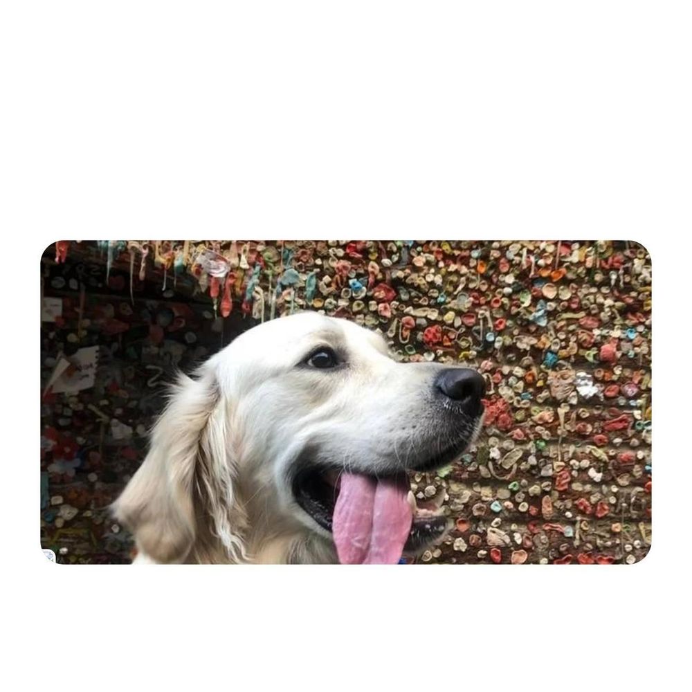 All Photos for Dumbo's Doggy Doors in City of Sammamish, WA