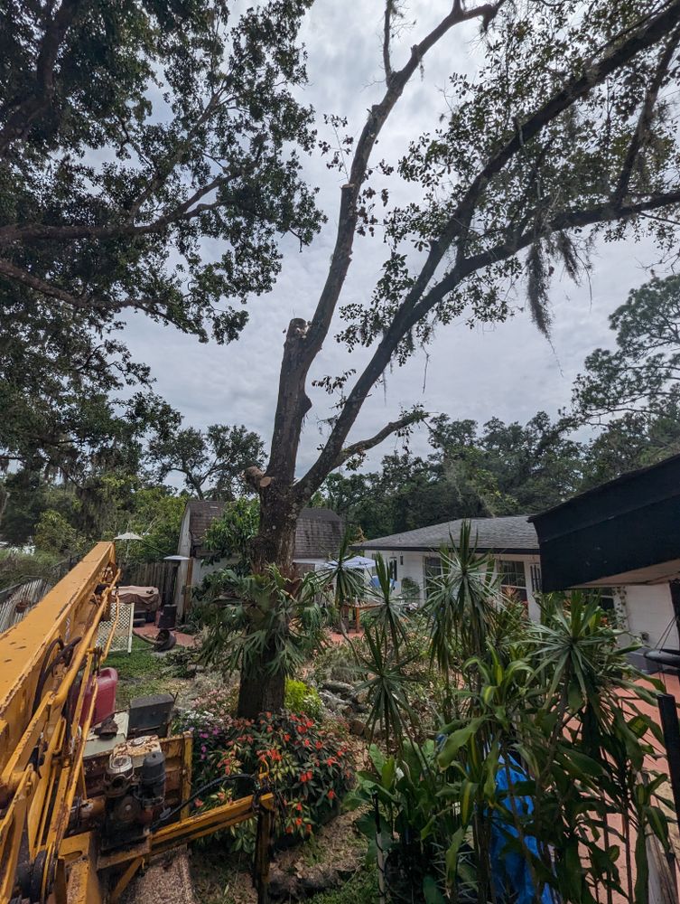 All Photos for Regal Tree Service and Stump Grinding in Wauchula, FL