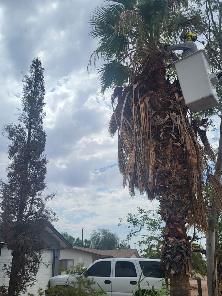 All Photos for T's Tree Service and Firewood in Apache Junction, AZ