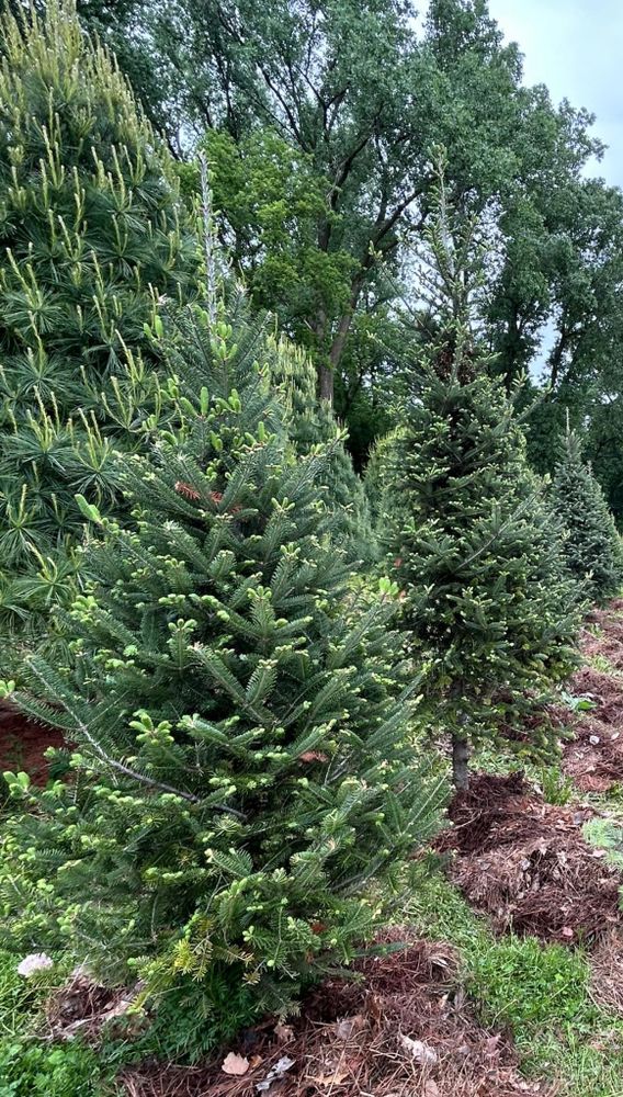 Discover the beauty of our premium Noble Fir trees, expertly pre-cut for convenience and perfectly suited to enhance your home's holiday spirit with their lush greenery and classic fragrance. for Spring Creek Evergreens in Red Wing, MN