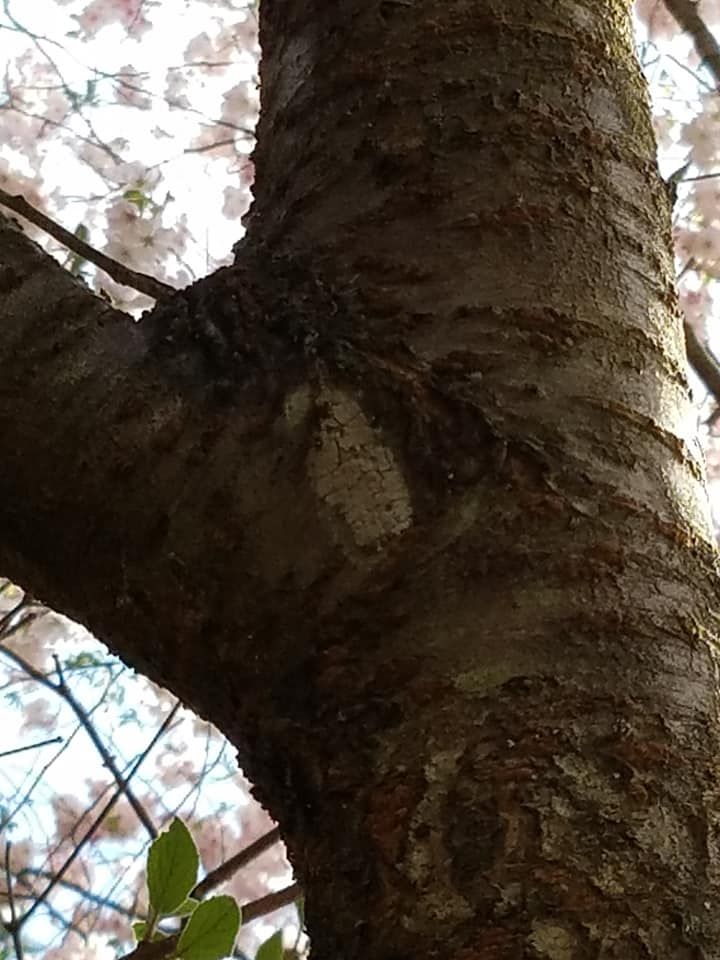 Our Ash Borer Services protect your trees from destructive pests, ensuring their health and longevity, while enhancing the beauty and value of your landscape with expert care and innovative solutions. for Freedom Outdoor Services in Glen Mills, PA