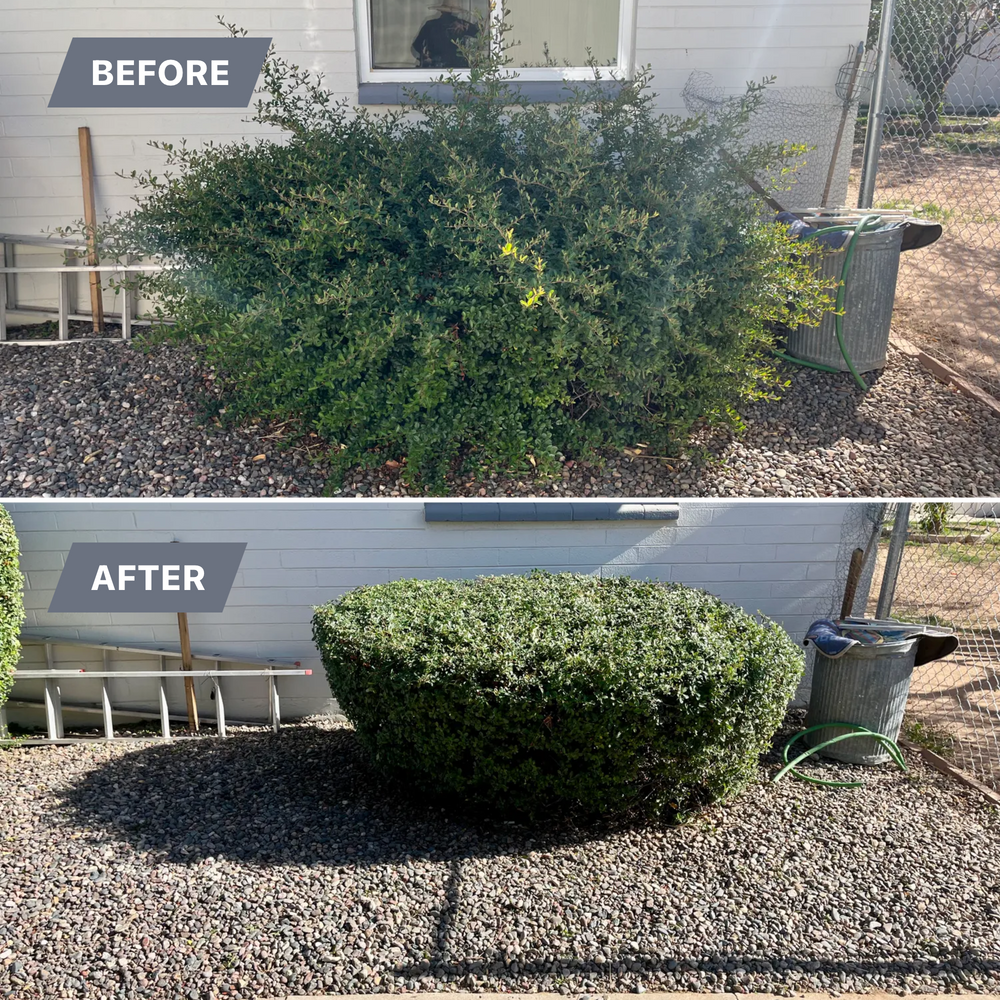 Topiary & Lawn Care for Grand Canyon State Landscape Inc. in Surprise, AZ