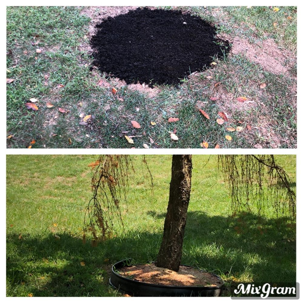 Tree Removal for Mad Dust Stump Grinding in Howard County, MD