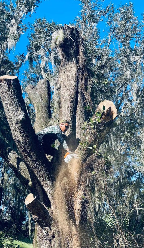 Enhance your property's beauty and safety with our expert tree trimming service. We carefully prune branches to promote healthy growth, improve aesthetics, and prevent potential hazards. experience exceptional care for your trees today. for Happy Saplings LLC in Navarre, FL