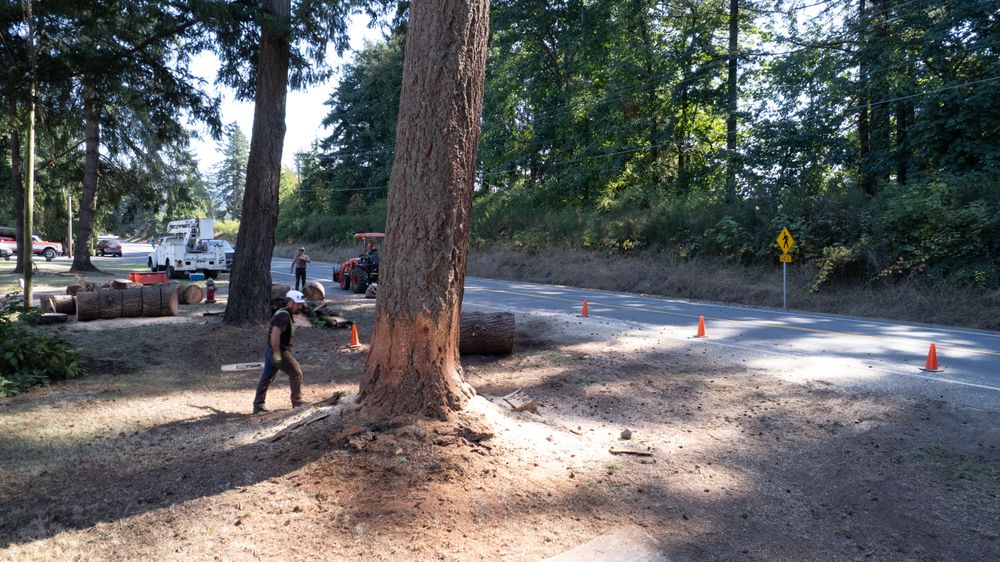 Tree Removal for Clippys Tree Pros in Stayton, OR