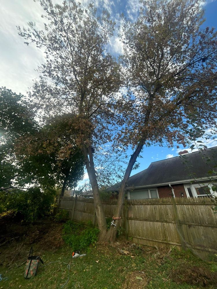 All Photos for T's Trees in Albany, NY