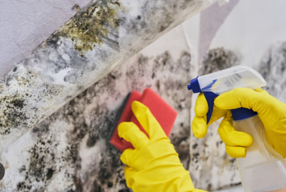 Our Mold Remediation service safely removes mold, restores affected areas, and implements preventive measures to protect your home's health, ensuring a cleaner and healthier living environment for your family. for All Clear Restoration in Clallam County, WA