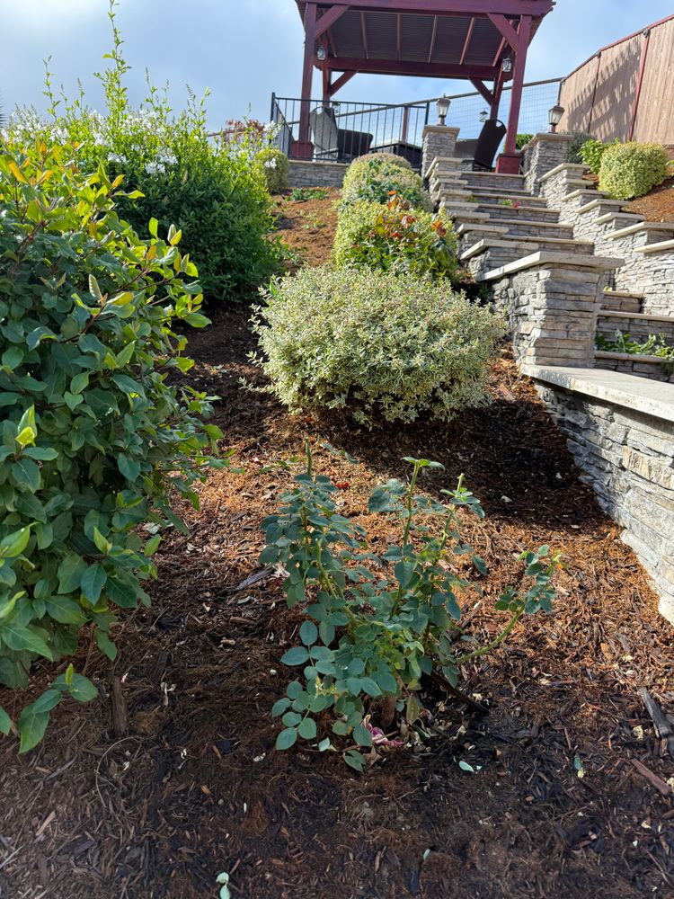 All Photos for CBA Landscaping in Hayward, CA