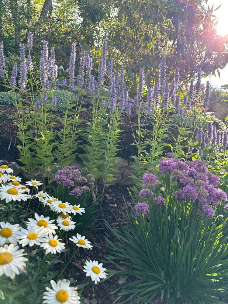 All Photos for Sustainable Lawn and Landscape in Banner Elk, NC