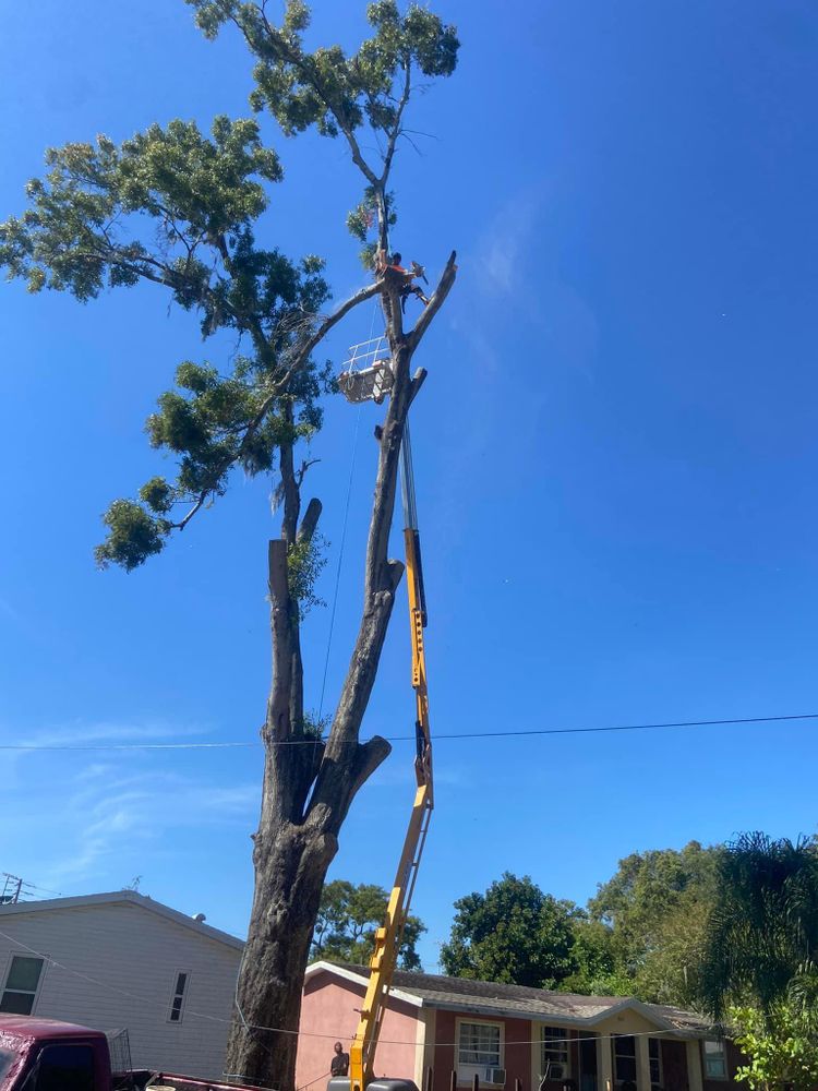 Fall and Spring Clean Up for Efficient and Reliable Tree Service in Lake Wales, FL