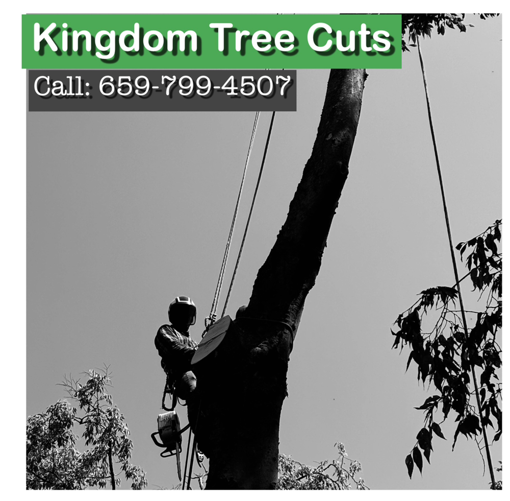 All Photos for Kingdom Tree Cuts in Birmingham, AL