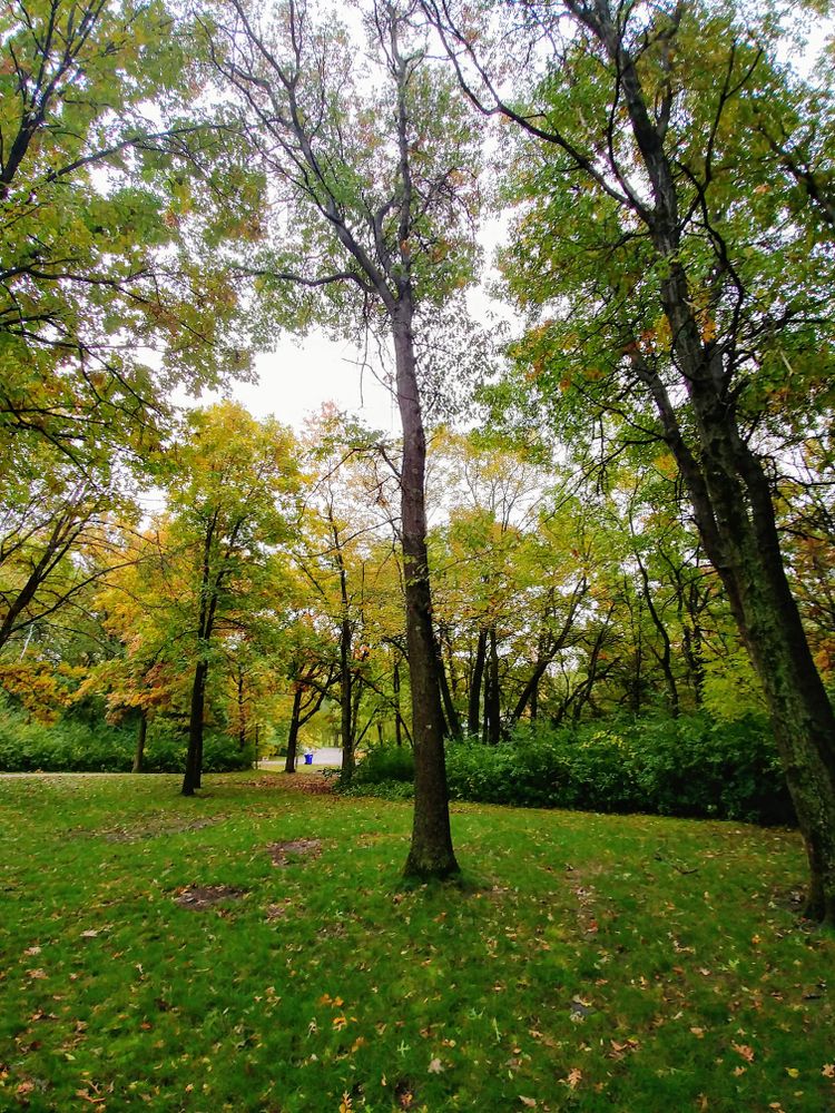 Our Fall Clean Up service is designed to help homeowners prepare for the winter months by efficiently removing leaves, debris, and branches from their property to maintain a clean and tidy landscape. for Down To Earth Tree Service in Red Wing,  Minnesota