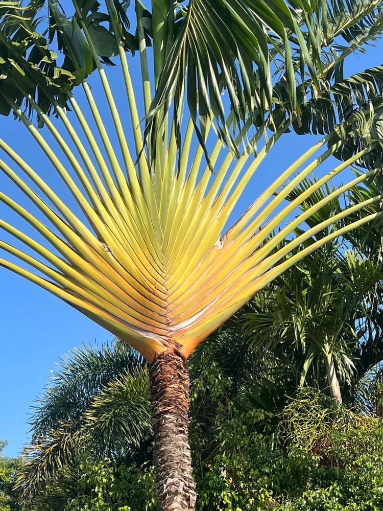 All Photos for Rey Landscaping & Lawn service LLC in West Palm Beach,  FL