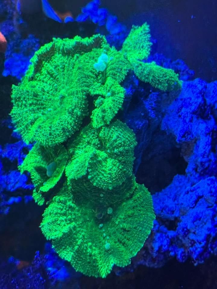All Photos for Aquariums by Sharyn in The State of Florida, FL
