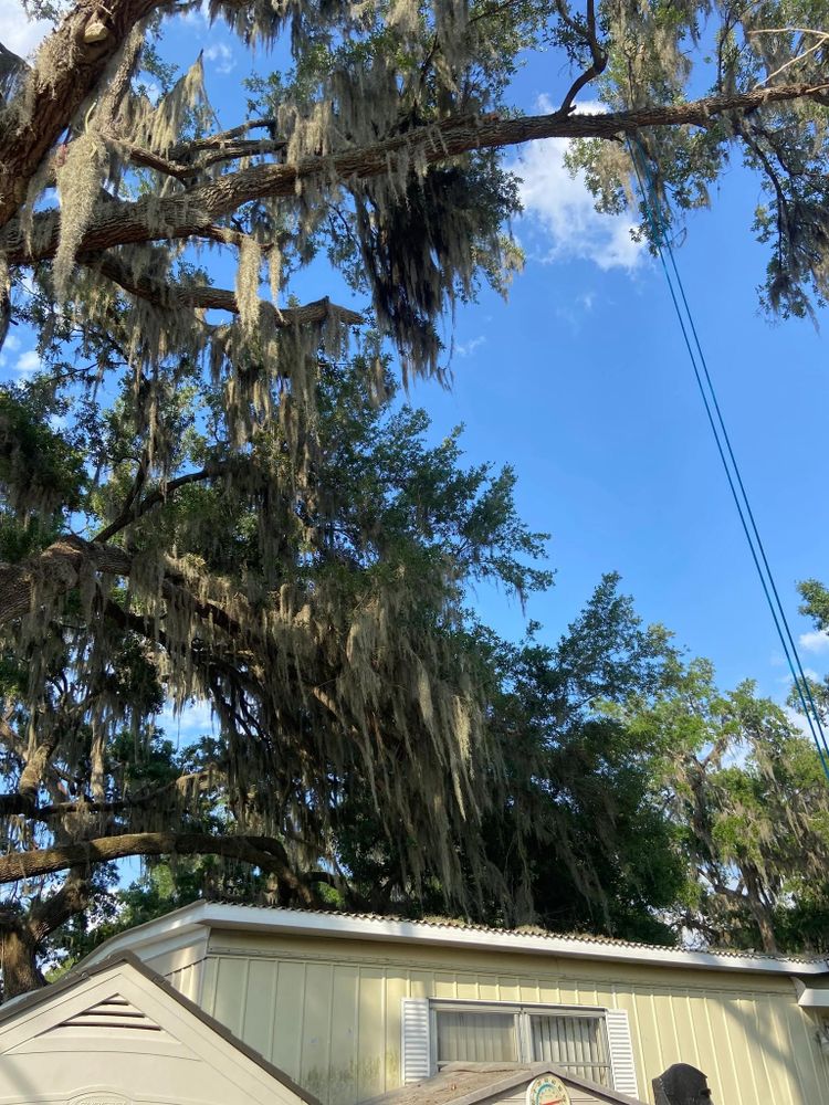 All Photos for Efficient and Reliable Tree Service in Lake Wales, FL