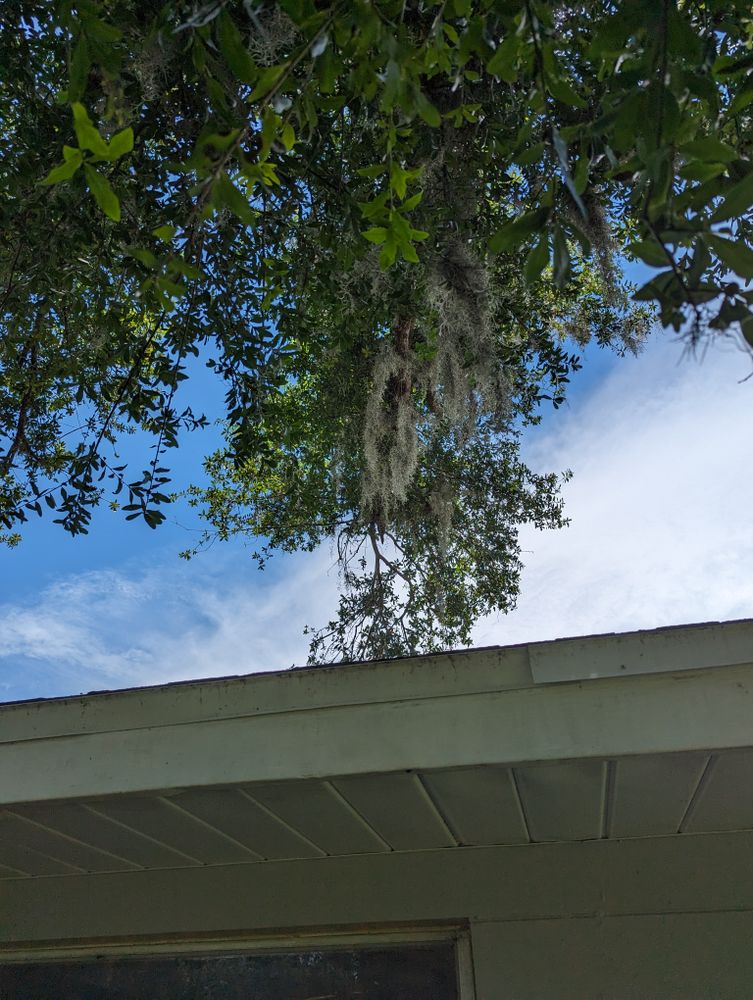 All Photos for Regal Tree Service and Stump Grinding in Wauchula, FL